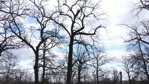 Luchtfoto van een bos zonder bladeren, slow motion — Stockvideo