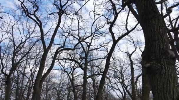 나뭇잎 이 없는 숲을 공중에서 보면 천천히 움직 이는 모습 — 비디오
