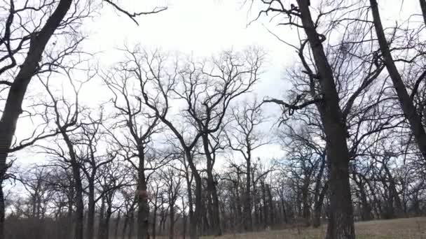 没有树叶的森林的空中景观，缓慢的运动 — 图库视频影像