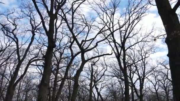 Vista aérea de un bosque sin hojas, cámara lenta — Vídeo de stock