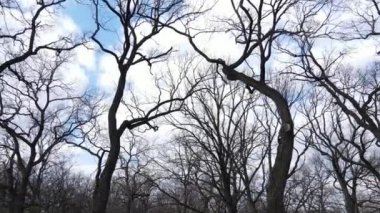 Yapraksız bir ormanın havadan görünüşü, yavaş çekim