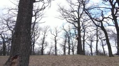 Gün boyunca yaprakları olmayan bir orman.