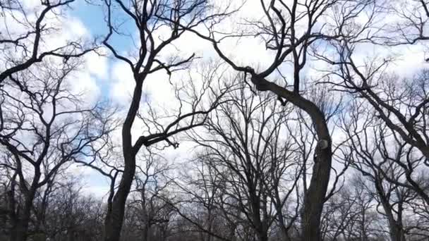 Pemandangan udara dari hutan tanpa daun, gerakan lambat — Stok Video