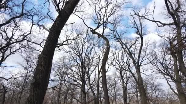 Vista aérea de un bosque sin hojas, cámara lenta — Vídeos de Stock