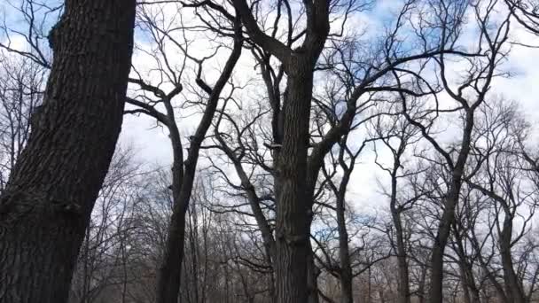 没有树叶的森林的空中景观，缓慢的运动 — 图库视频影像
