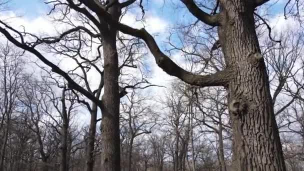 Woud met bomen zonder bladeren gedurende de dag — Stockvideo