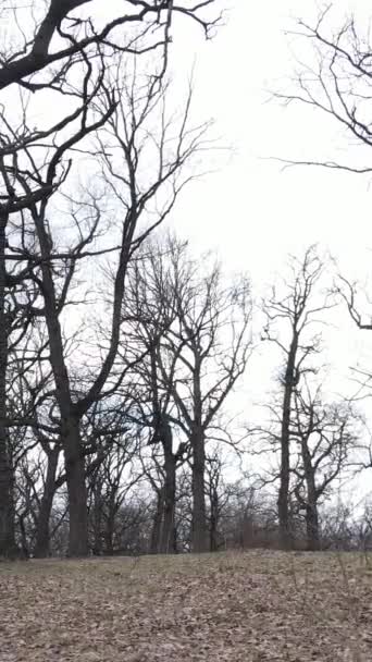 Vertical video of the forest with trees without leaves slow motion — Stock Video