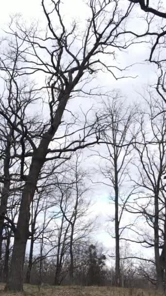 Vidéo verticale de la forêt avec des arbres sans feuilles au ralenti — Video