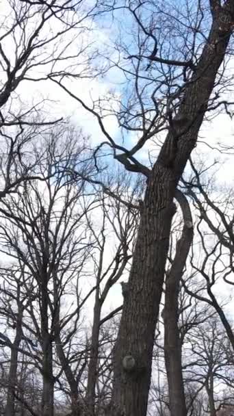 Vídeo vertical da floresta com árvores sem folhas em câmera lenta — Vídeo de Stock