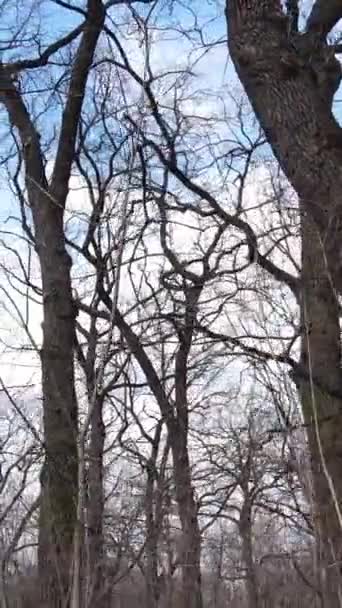 没有树叶的森林的垂直录像慢动作 — 图库视频影像