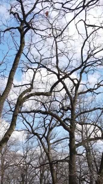 Vertical video of the forest with trees without leaves slow motion — Stock Video