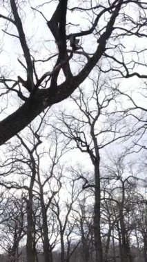 Ağaçlı ormanın dikey videosu yavaş çekimde.