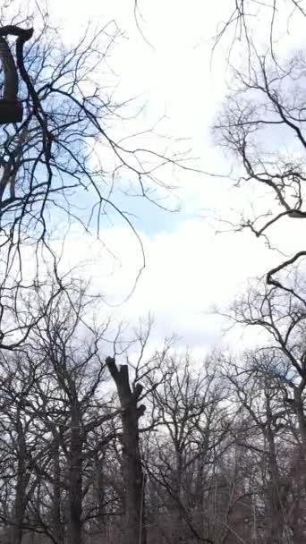 Vidéo verticale de la forêt avec des arbres sans feuilles au ralenti — Video