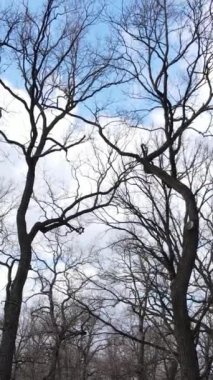 Ağaçlı ormanın dikey videosu yavaş çekimde.