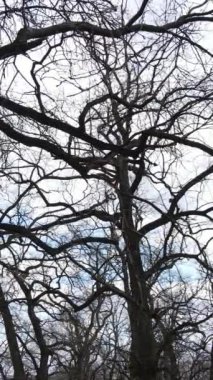 Ağaçlı ormanın dikey videosu yavaş çekimde.