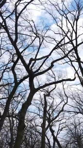 Vídeo vertical da floresta com árvores sem folhas em câmera lenta — Vídeo de Stock