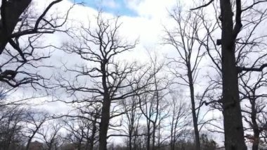 Gün boyunca yaprakları olmayan bir orman.