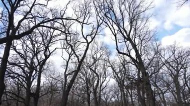 Gün boyunca yaprakları olmayan bir orman.