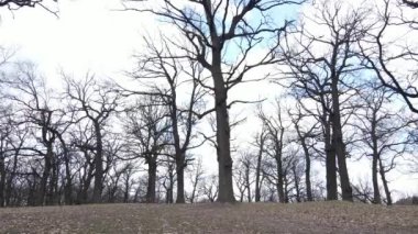 Gün boyunca yaprakları olmayan bir orman.