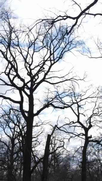 Pionowe wideo lasu z drzewami bez liści spowolnionego ruchu — Wideo stockowe