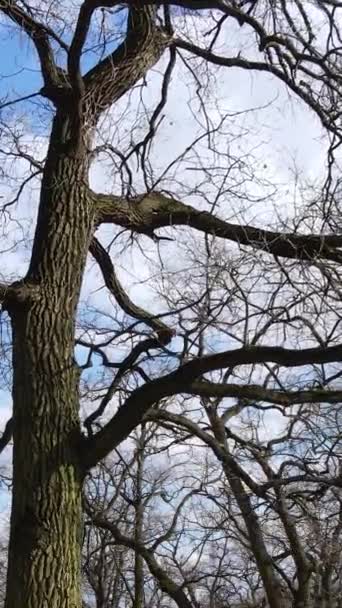 Video verticale della foresta con alberi senza foglie rallentatore — Video Stock
