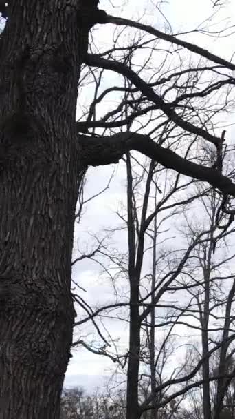 Vídeo vertical da floresta com árvores sem folhas em câmera lenta — Vídeo de Stock