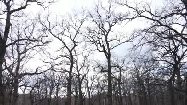 Bosque con árboles sin hojas durante el día — Vídeo de stock