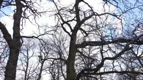 Forest with trees without leaves during the day — Stock Video