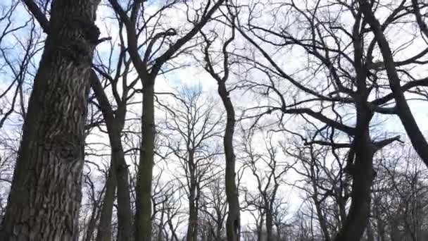 白天没有叶子的森林 — 图库视频影像