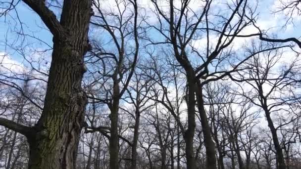 Floresta com árvores sem folhas durante o dia — Vídeo de Stock