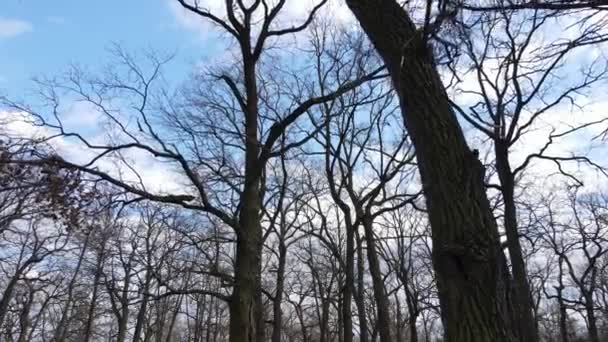 Floresta com árvores sem folhas durante o dia — Vídeo de Stock