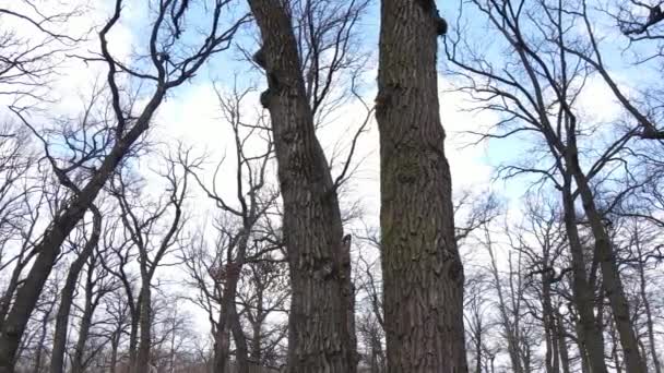 Wald mit Bäumen ohne Blätter am Tag — Stockvideo