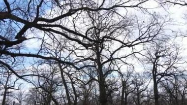 Gün boyunca yaprakları olmayan bir orman.