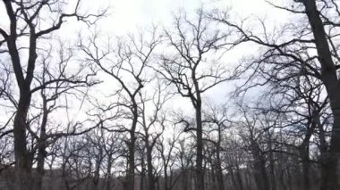 Gün boyunca yaprakları olmayan bir orman.