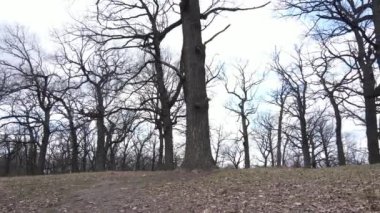 Gün boyunca yaprakları olmayan bir orman.