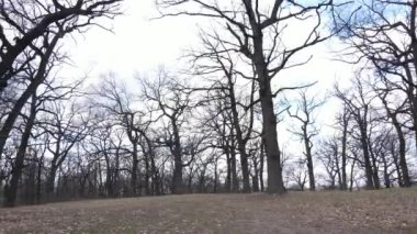 Gün boyunca yaprakları olmayan bir orman.