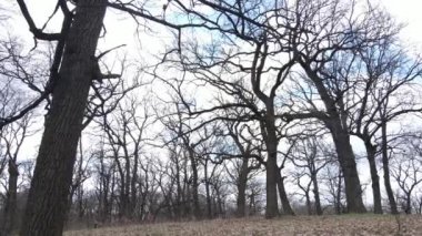 Gün boyunca yaprakları olmayan bir orman.