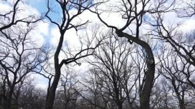 Gün boyunca yaprakları olmayan bir orman.