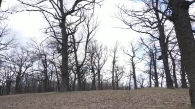 Gün boyunca yaprakları olmayan bir orman.