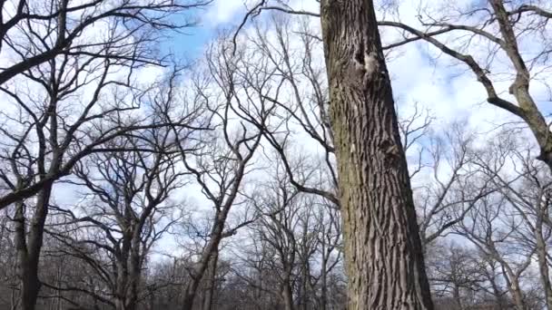 Floresta com árvores sem folhas durante o dia — Vídeo de Stock