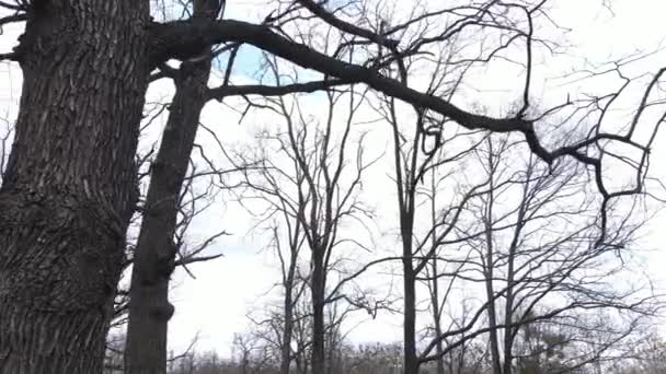 Wald mit Bäumen ohne Blätter am Tag — Stockvideo