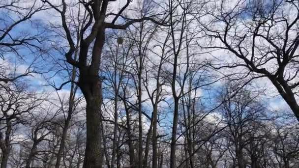 Skog med träd utan löv under dagen — Stockvideo