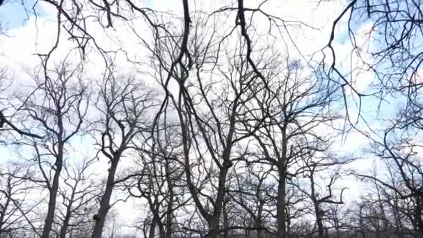 Skog med träd utan löv under dagen — Stockvideo