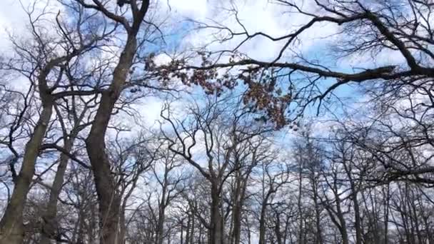 Floresta com árvores sem folhas durante o dia — Vídeo de Stock