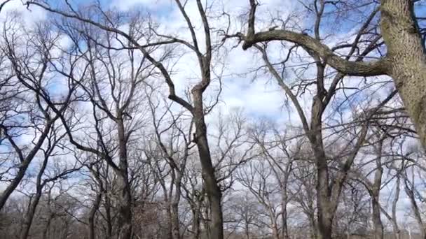 Forest with trees without leaves during the day — Stock Video