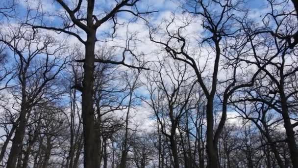 दिन के दौरान पत्तियों के बिना वृक्षों के साथ जंगल — स्टॉक वीडियो