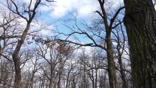 Wald mit Bäumen ohne Blätter am Tag — Stockvideo