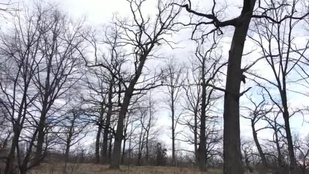 Bosque con árboles sin hojas durante el día — Vídeos de Stock