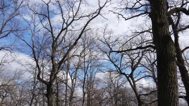 Woud met bomen zonder bladeren gedurende de dag — Stockvideo