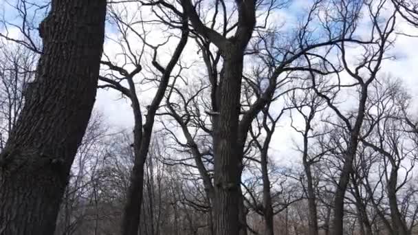 Wald mit Bäumen ohne Blätter am Tag — Stockvideo